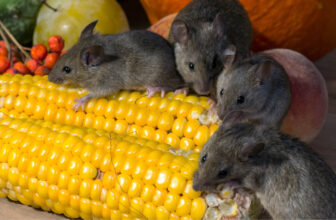 How to get rid of mice