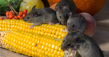 How to get rid of mice