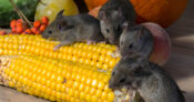 How to get rid of mice
